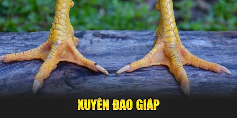 Xuyên đao giáp - lớp bảo vệ chắc chắn cho chân gà