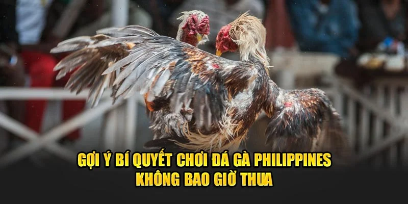 Gợi ý bí quyết chơi đá gà Philipines không bao giờ thua