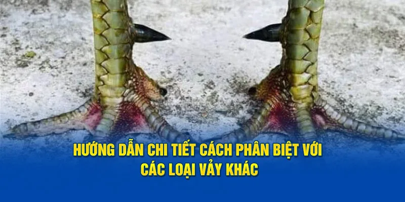 Hướng dẫn chi tiết cách phân biệt với các loại khác