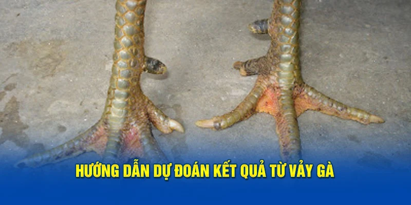 Hướng dẫn dự đoán kết quả từ vảy gà