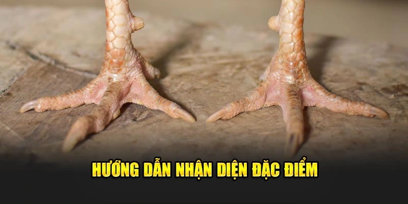 Hướng dẫn nhận diện đặc điểm