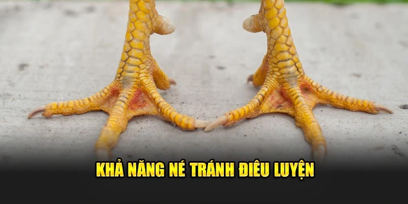 Khả năng né tránh điêu luyện