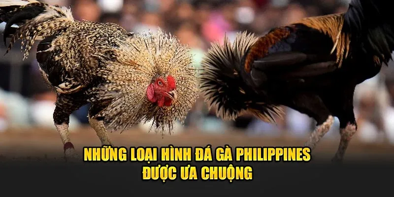 Những loại hình đá gà Philipines được ưa chuộng