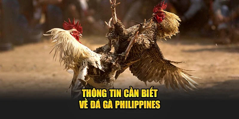 Thông tin cần biết về đá gà Philipines