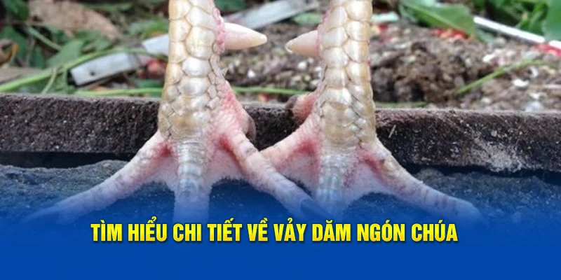 Tìm hiểu chi tiết về Vảy Dăm Ngón Chúa