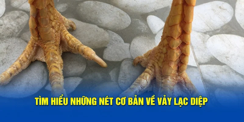 Tìm hiểu những nét cơ bản về vảy Lạc Diệp