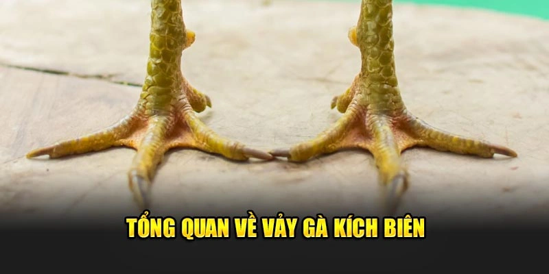 Tổng quan về vảy gà kích biên