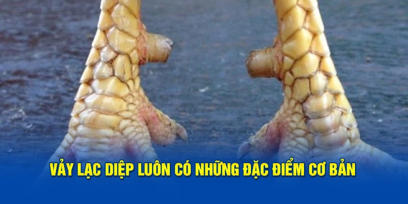 Vảy Lạc Diệp luôn có những đặc điểm cơ bản